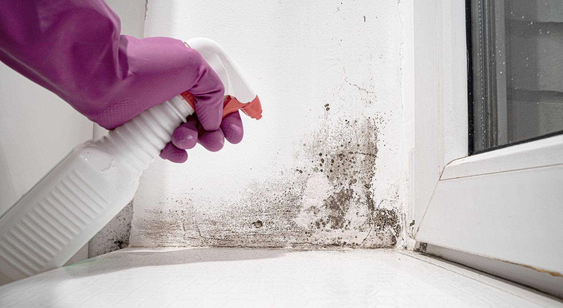 Уничтожение плесени в Ессентуках